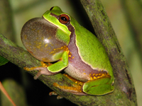 Pine Barrens treefrog (Hyla andersonii)